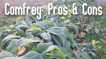 Comfrey: A Permaculture Staple // Pros and Cons PLUS Collecting Root Fragments for Planting