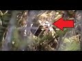 VERY IMPRESSIVE BIGFOOT FOOTAGE!! - Man Cries In FEAR While Video Taping "REAL SASQUATCH" Sighting!!