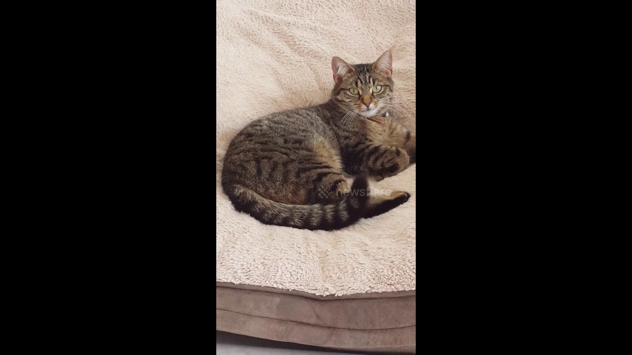 camera iphone 8 plus apk Dog Reclaims her Bed after Cat Took It