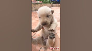 giá chó mông cộc con chuyển nhượng chú chó mông cộc con