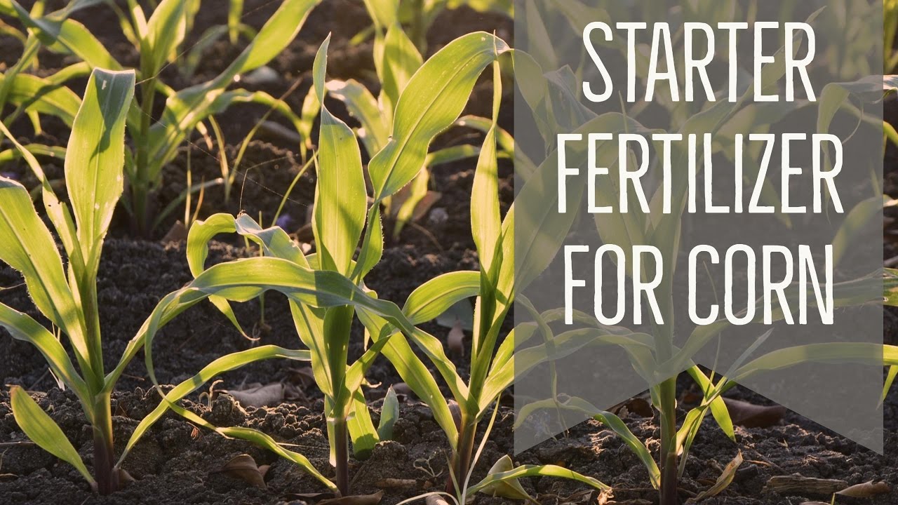 Good Starter Fertilizer For Corn