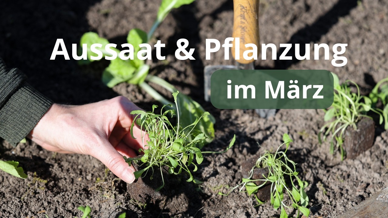 Aussaaten Im März