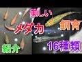 【メダカ飼育#10】飼育しているメダカを全種類紹介！楊貴妃、幹之、夜桜などメダカの品種紹介