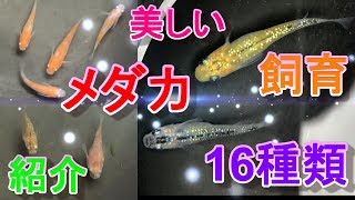 メダカ飼育 10 飼育しているメダカを全種類紹介 楊貴妃 幹之 夜桜などメダカの品種紹介 Youtube