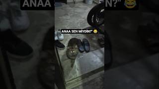 Gece Yarısı Kapıma Gelen Beklenmedik Misafir! 🐱 (Zile Basmıyor!)