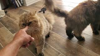 Troubleshooting A Garbage Disposal Back Up and Petting Cats | Pershing Plumbing | Glendale Plumber