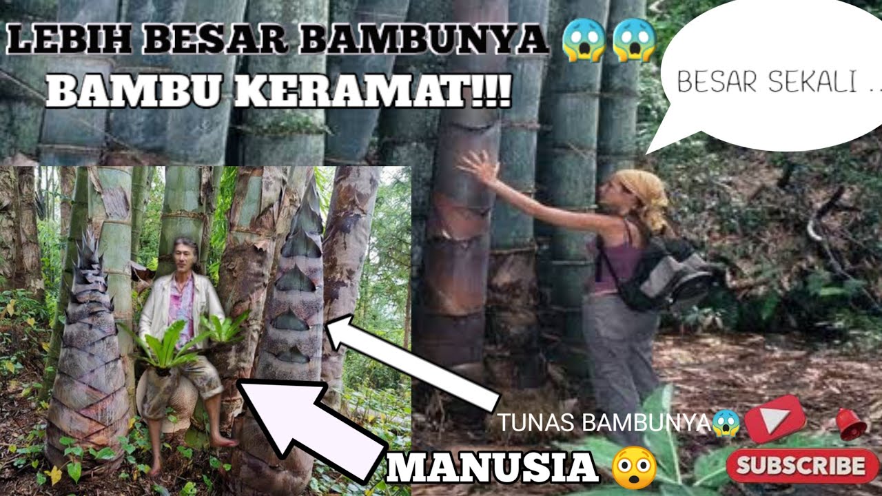 APAH!! bambu terbesar di dunia, apakah kamu tahu bambu terbesar di dunia itu apa yuk simak vidionya