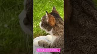 #cat #shortvideo #lissy #lustigekatzen #shorts #cats #lustigekatzenvideos #shortvideo