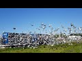 5 tysięcy gołębi wystartowało.