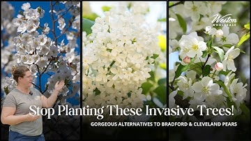 Why Bradford Pear Trees Are Banned in MA (And What to Plant Instead)