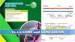 22.1.4 Gene and Gene Locus || Chromosomes and DNA || XII biology - Botany