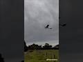 RC Trainstar is flying over some Kangaroos! #Bushflying #Flying #RC #Flyby #Flight #electric #rc