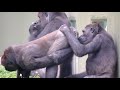 お尻の匂いが気になるゴリラ⭐️ シャバーニの可愛いくて面白い子どもたち♫［東山動物園］
