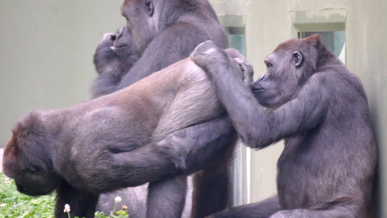 Female Gorilla Sniffs Her Brother S Butt Shabani Family Higashiyama Zoo Youtube