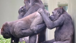 Female Gorilla Sniffs Her Brother’s Butt | Shabani Family | Higashiyama Zoo