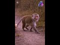 Pictorial Demonstration of ASH token Crypto investment.