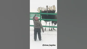 страус танцует для ребёнка 27.11.22г