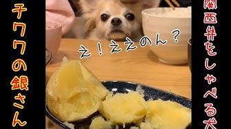 しゃべる犬 Youtube しゃべる犬 Youtube