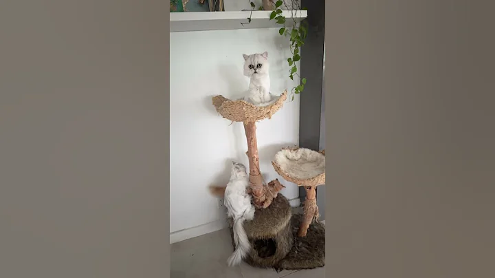 Video 9908411: persian catlover cutecat kittens, kitten catlover gatos, kittens litter