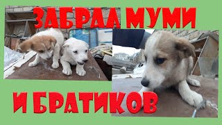 Видео Забрал Муми и братиков (автор: Axmed Cabbarov)