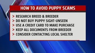 How to avoid puppy scams