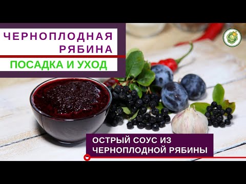 ЧЕРНОПЛОДНАЯ РЯБИНА ИЛИ АРОНИЯ - как вырастить и чем полезна//Рецепт соуса из черноплодной рябины
