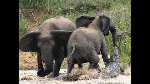 LIFE OF THE FOREST@DRSKSINGH CHANNEL JAI SHREERAM