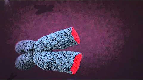 Telomere animation