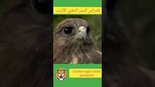 أخطر هجمات النسر الذهبي الأرنب The most dangerous attacks of the golden eagle rabbit shorts