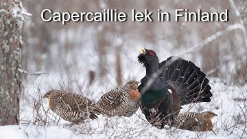 Capercaillie lek in Finland.