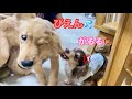 先住犬と遊びたかっただけなのに、ちょっかいを出したら鬼にまじギレされるゴルパピだいふく【ゴールデンレトリバーとミニチュアダックスフンド】