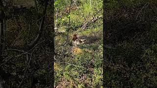 Wild Ptarmigan Spotted in Abisko National Park 🇸🇪#Abisko #nature #WildlifeSweden  #Lapland
