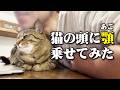 猫がパソコンの邪魔をして急ぎの調べ物が出来ないので頭の上にアゴ乗せてみた結果…