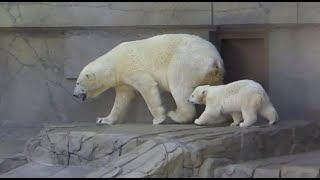 A cute cub and mother of polar bear at Sapporo Maruyama Zoo, Hokkaido Japan.