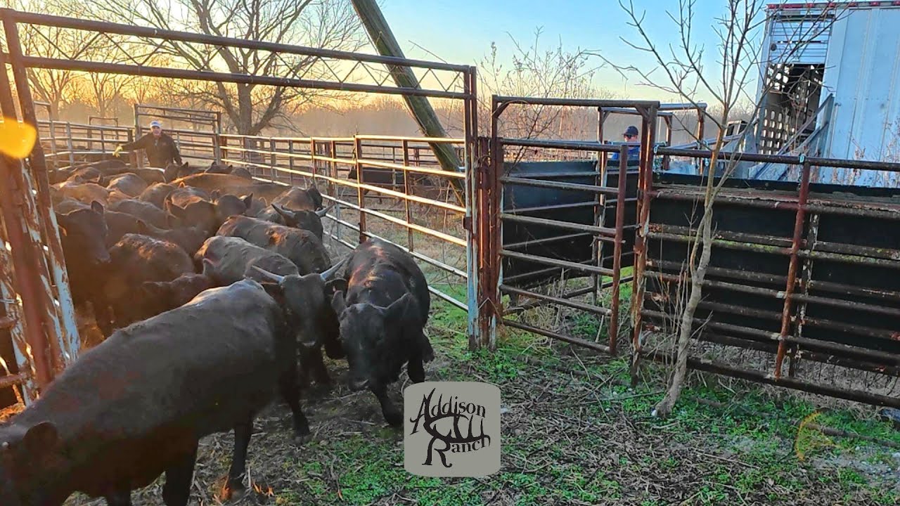 Доставка бычков Машона Кросс