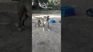 American bully Pitbull terrier mix tiger striped 10 month update