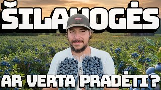 3 metai šilauogių ūkyje: ar verta pradėti šį verslą?
