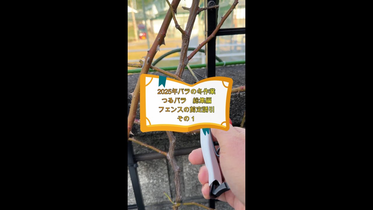 【2025年バラの冬作業】つるバラ総集編　剪定・誘引 その１