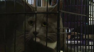 Foster parents and adopters needed for pets at Franklin County Humane Society