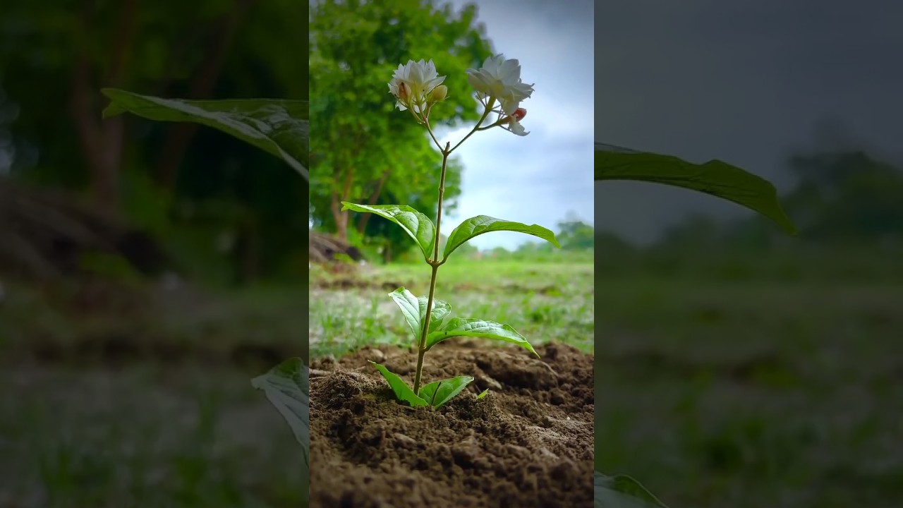 creative photography idea 📲🌳😱 