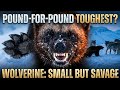 Wolverine: Small but Savage @Wildpulse-z3l