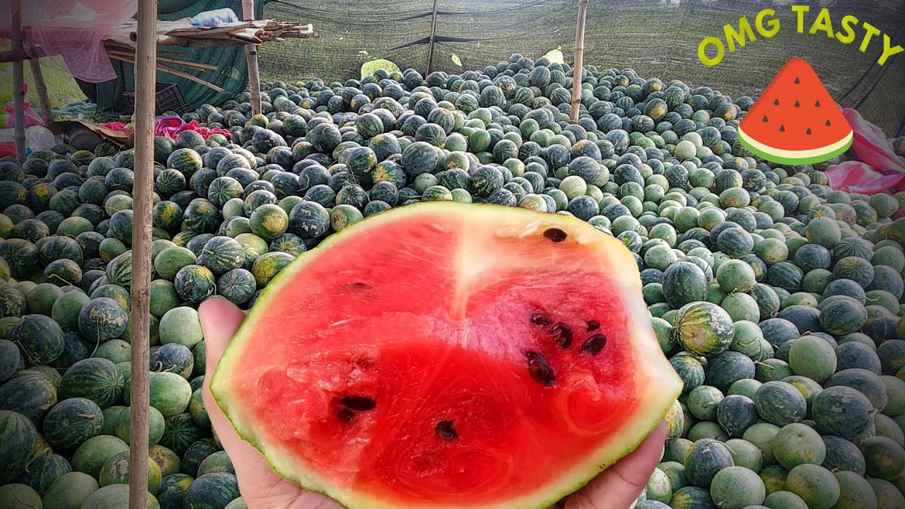 Watermelon Farming In Nepal || During Lockdown ||