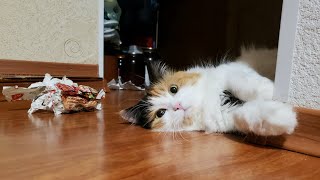 My calico cat plays crazy😸😸 by Lovely Funny Cats 264 views 4 years ago 2 minutes, 6 seconds