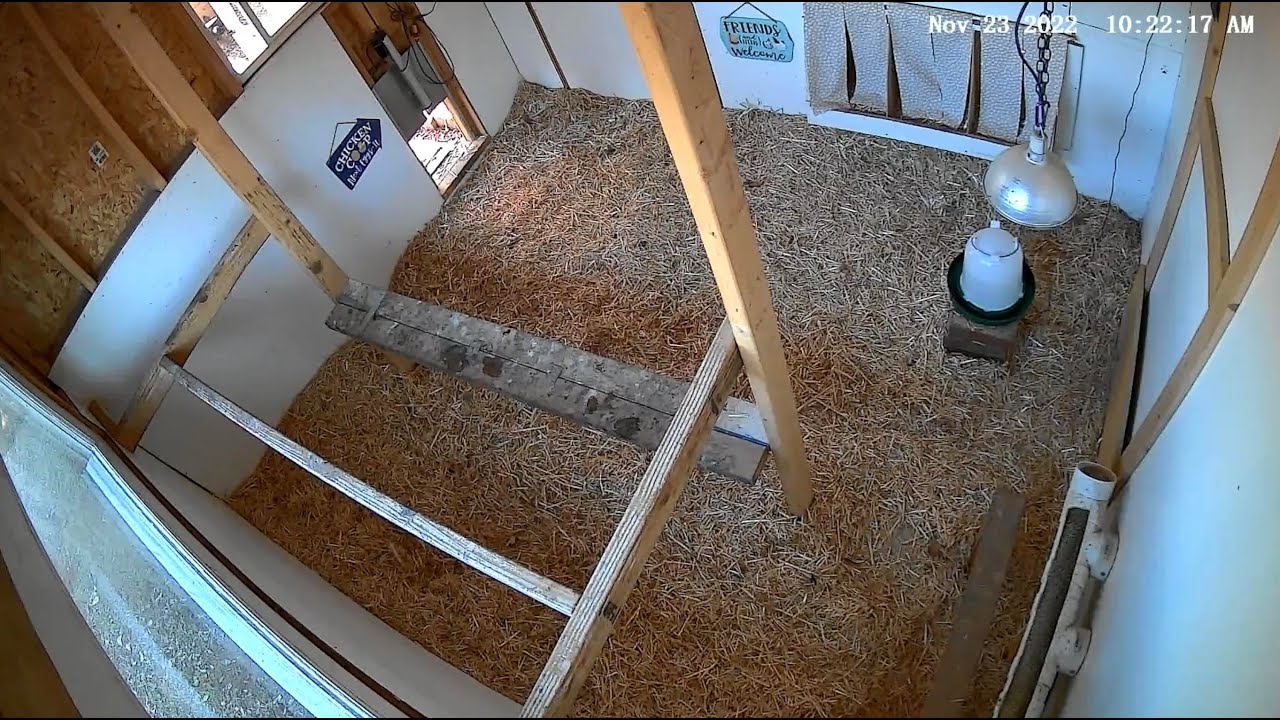 Live Chicken Coop Cam YouTube