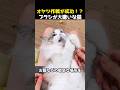 オヤツ作戦が成功！？ブラシが大嫌いな猫