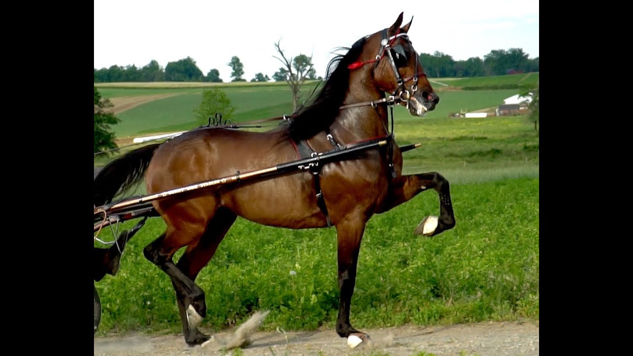 Spark A Dream Registered Standardbred gelding by Angus Hall YouTube