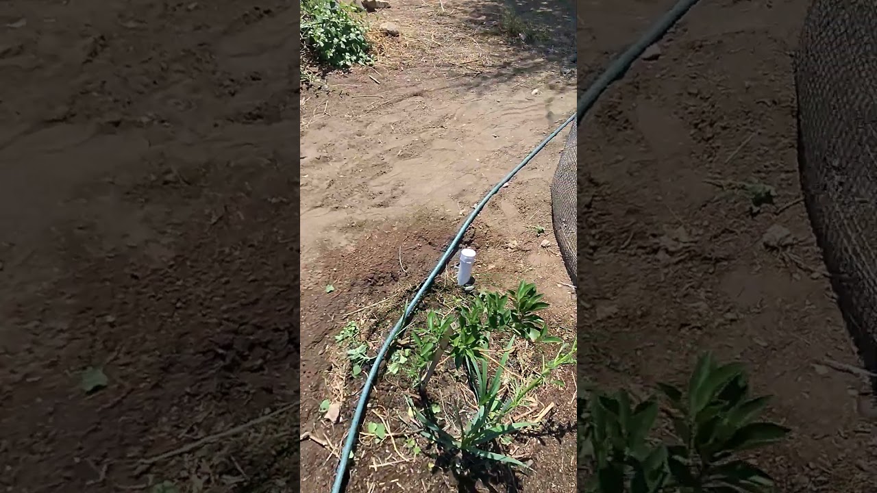 bit of maintenance in the food forest.