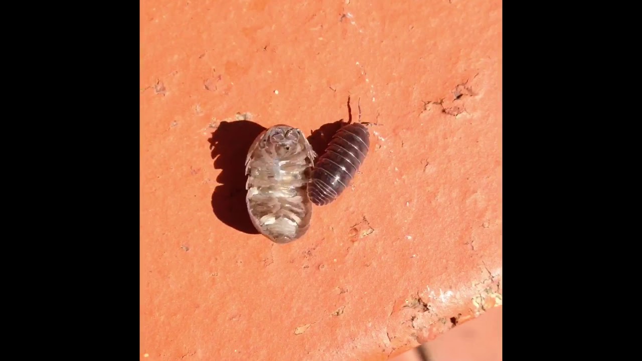 Oldest butchy-boy gets carried!!