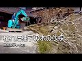 柚子の木が枯れてしまいました！シニア夫婦で力を合わせて伐採！ユンボが大活躍！【田舎暮らしvlog】【山口県】