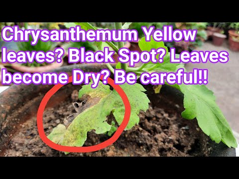 Video: Problemen met chrysanthemumplanten - Hoe gele bladeren op chrysanthemum te repareren